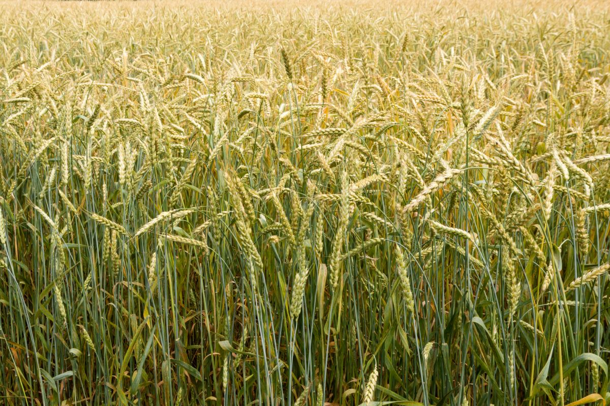 Field of winter wheat in Russia