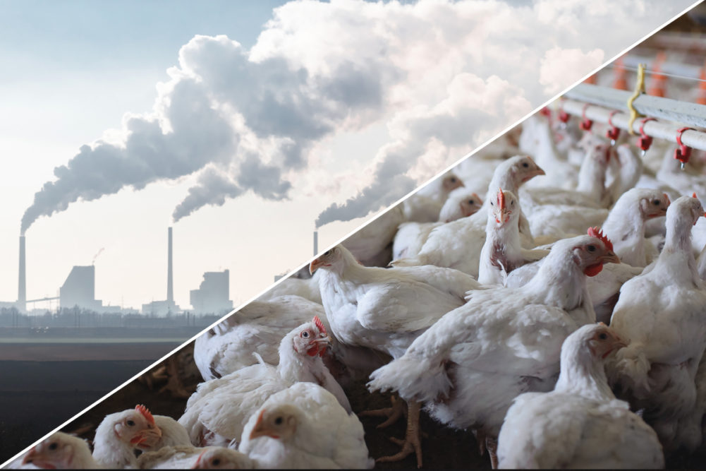 Chicken farm and greenhouse gas emissions