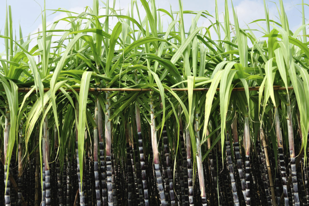 Scientists sequence 'most complete' sugarcane genome | 2019-12-09 | Food  Business News