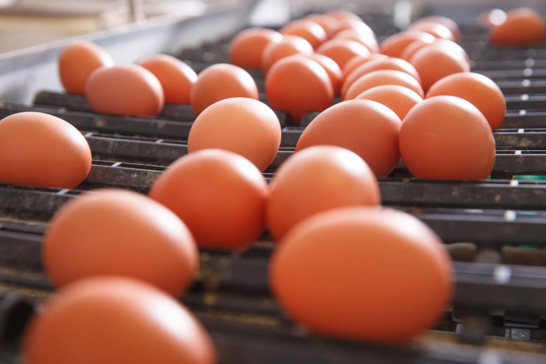 Egg production line