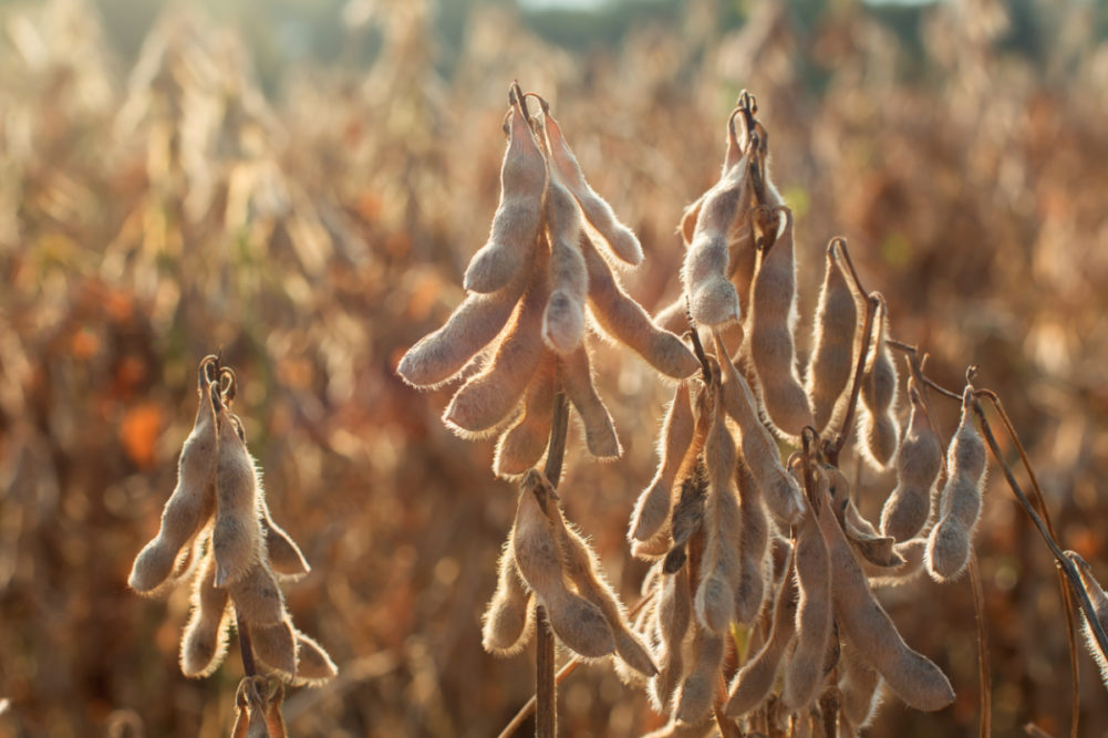Soybean crops
