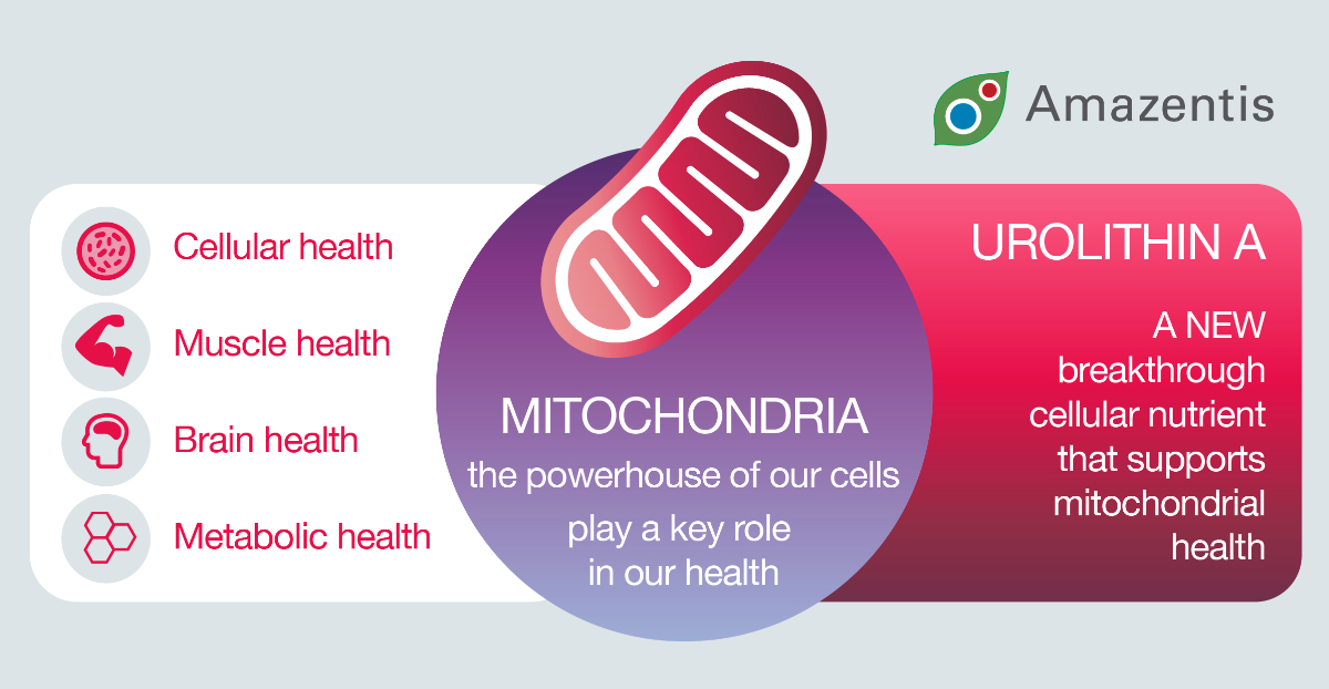 Amazentis mitochondria graphic