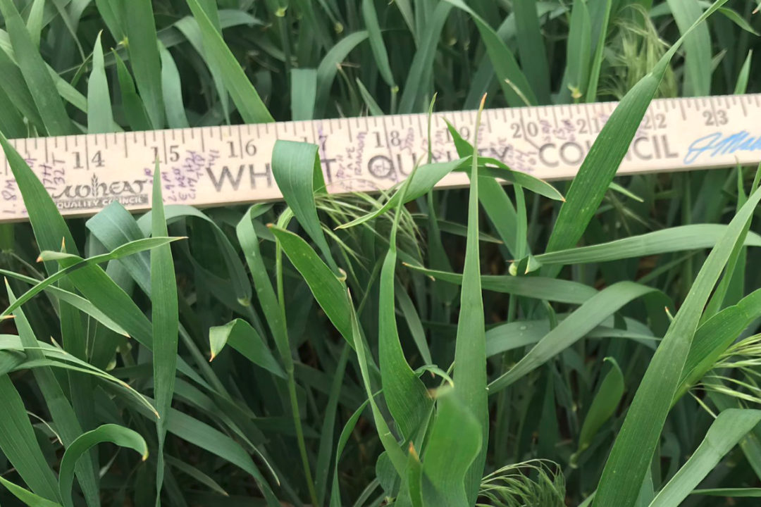 Wheat Quality Council wheat measurement