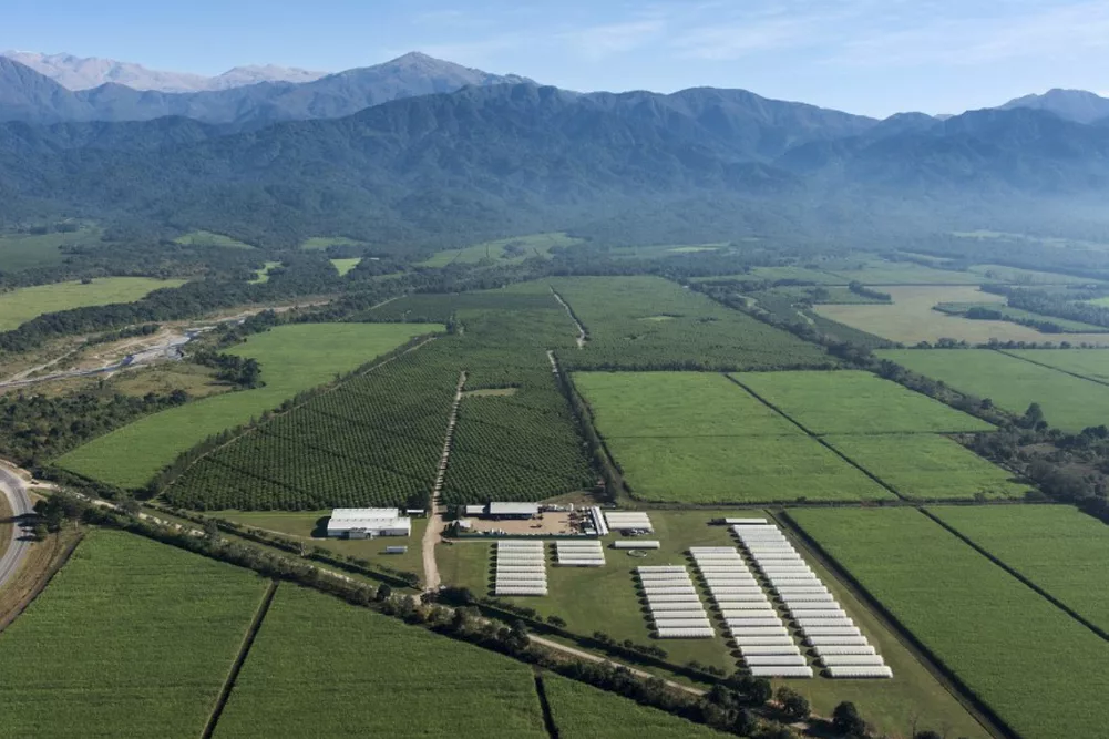 Citromax lemon groves