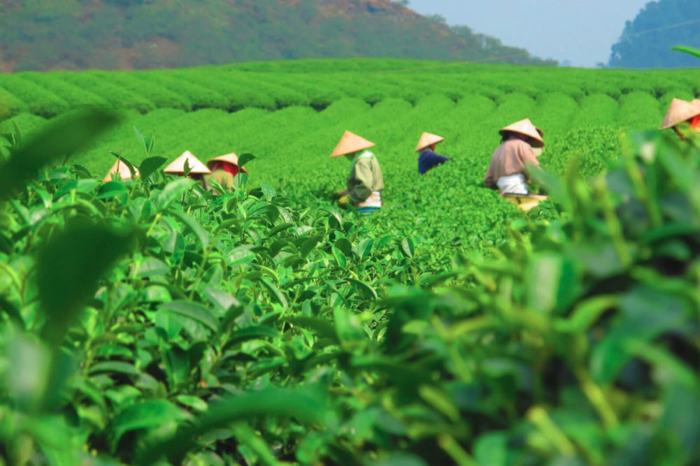 Sustainable tea leaf harvest