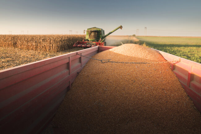 Corn harvest