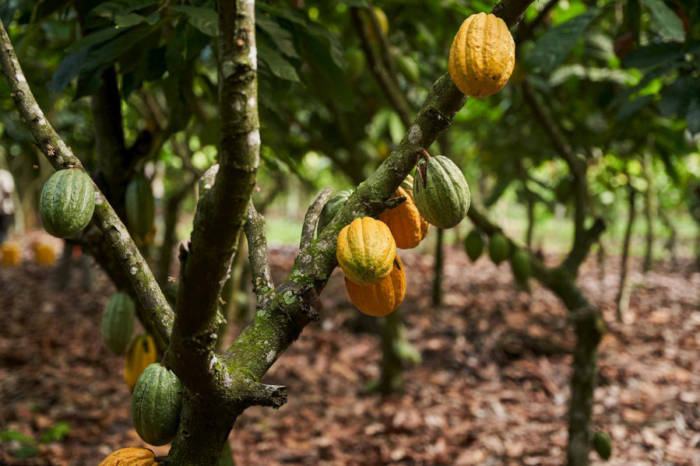 Cacao tree