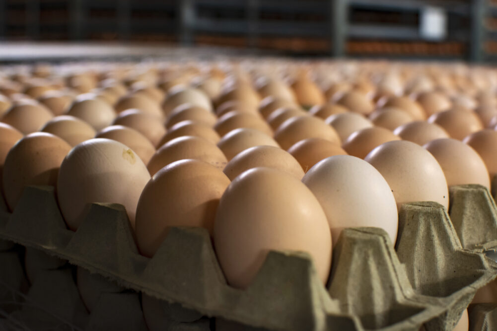 Cage-free eggs