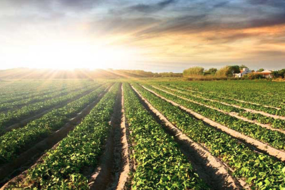 General Mills agricultural field