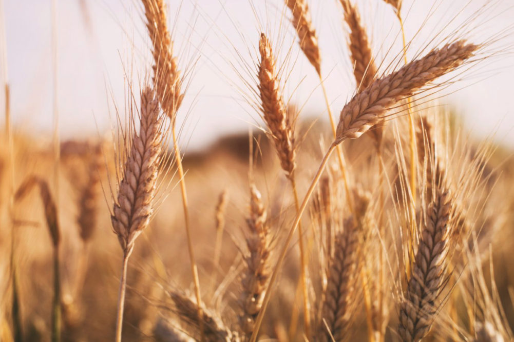 wheat export forecast
