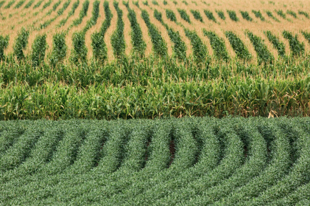 Corn and soybean fields