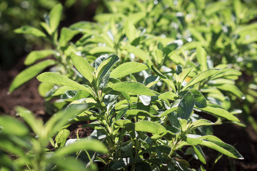 PureCircle stevia plants
