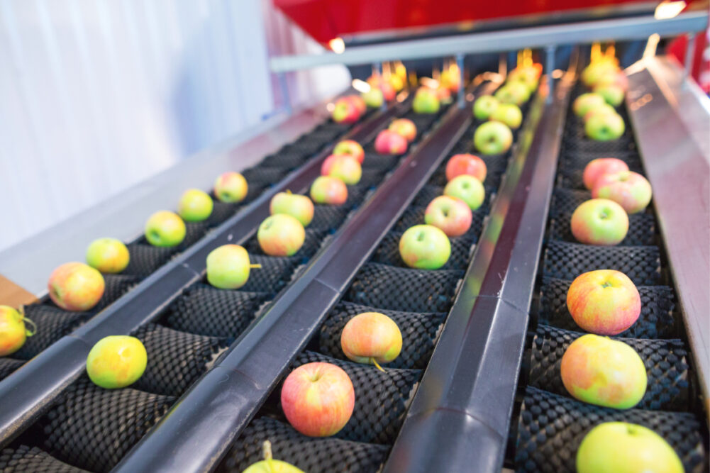 Apple processing line