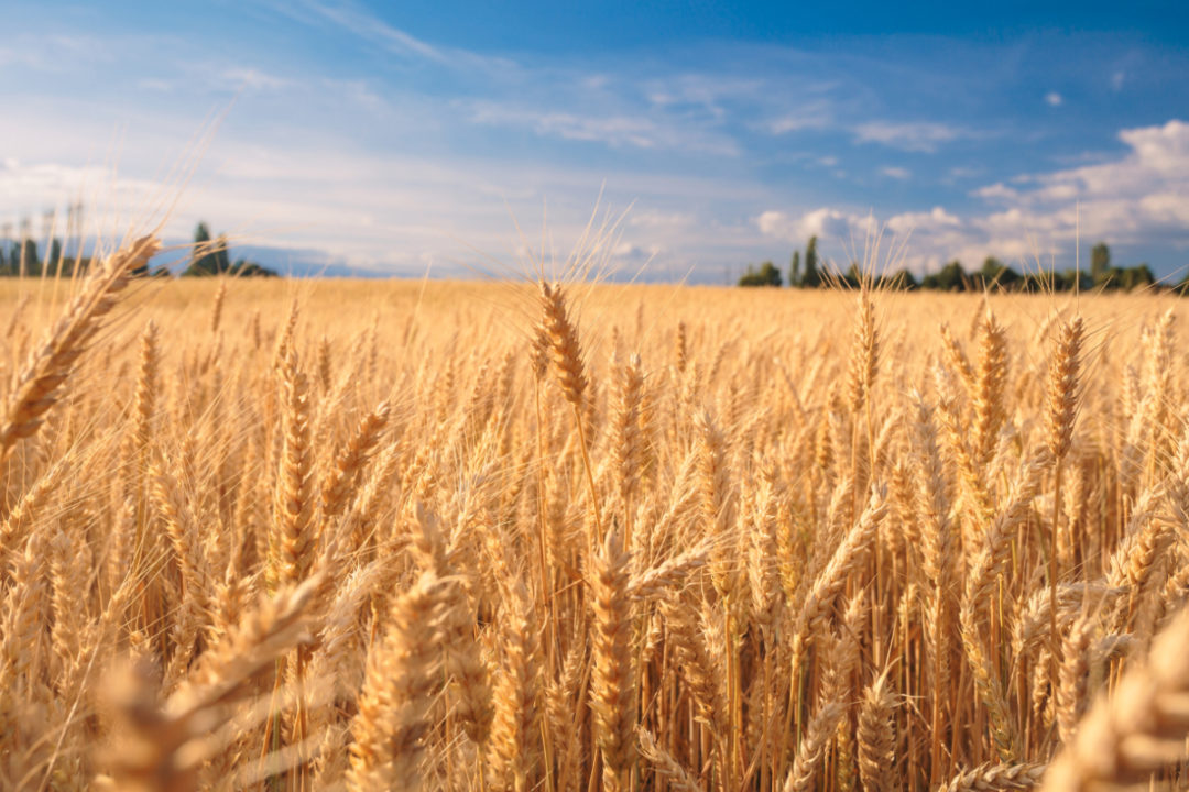 wheat output, supplies and use will be lower in 2020-21 | 2020-05-12 | food business news