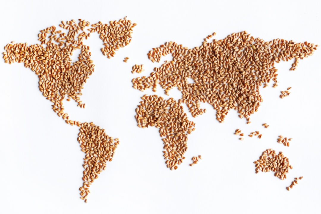 World wheat map