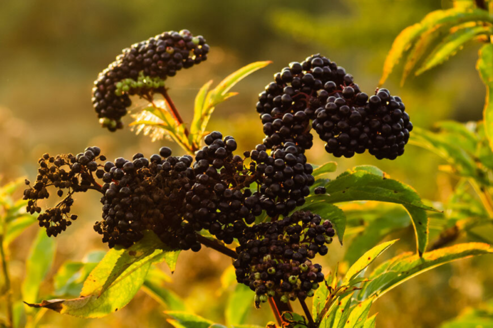 elderberry field