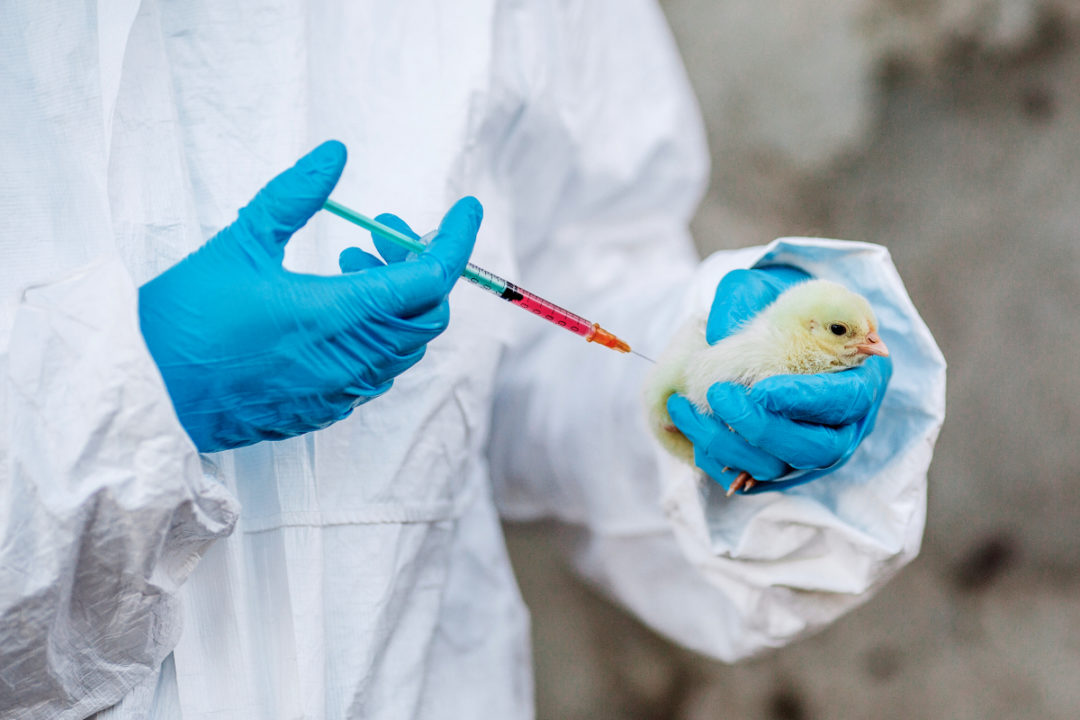 Chicken vaccination