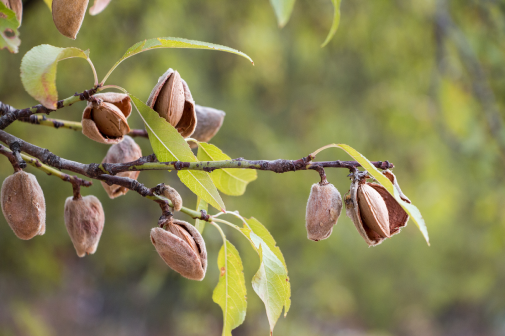 ripe almonds on tree branches