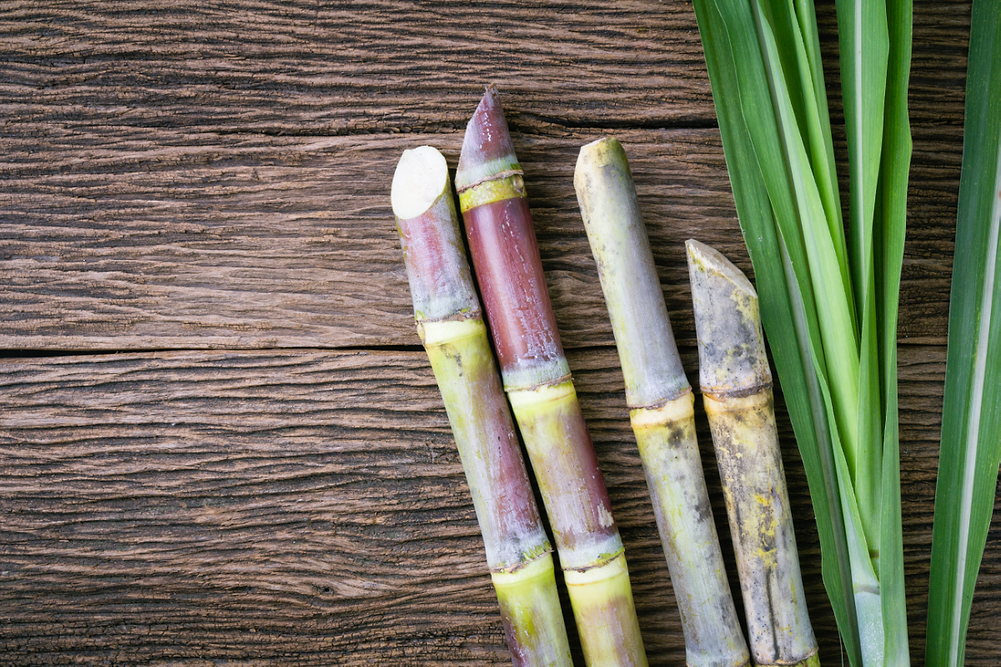 sugarcane