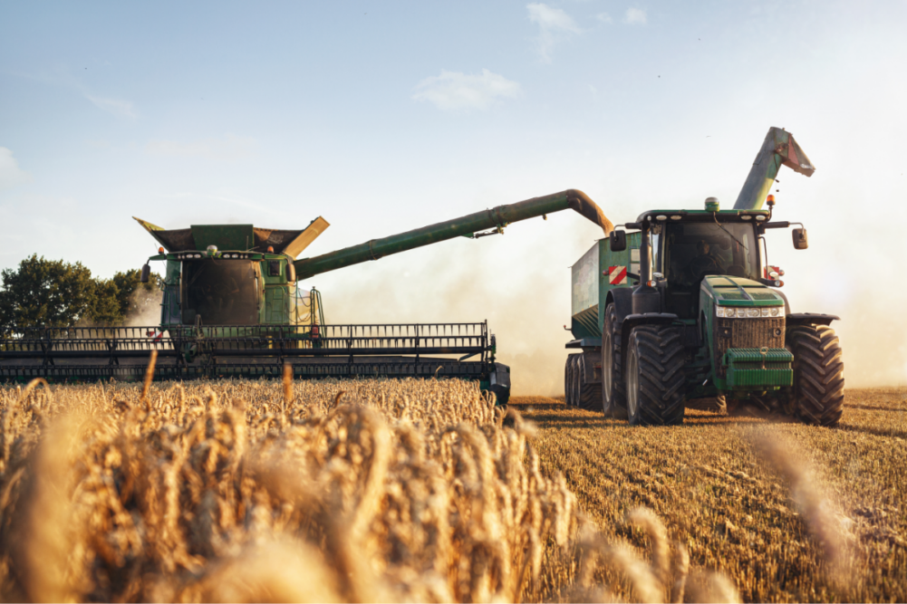 Fall harvest corn collection