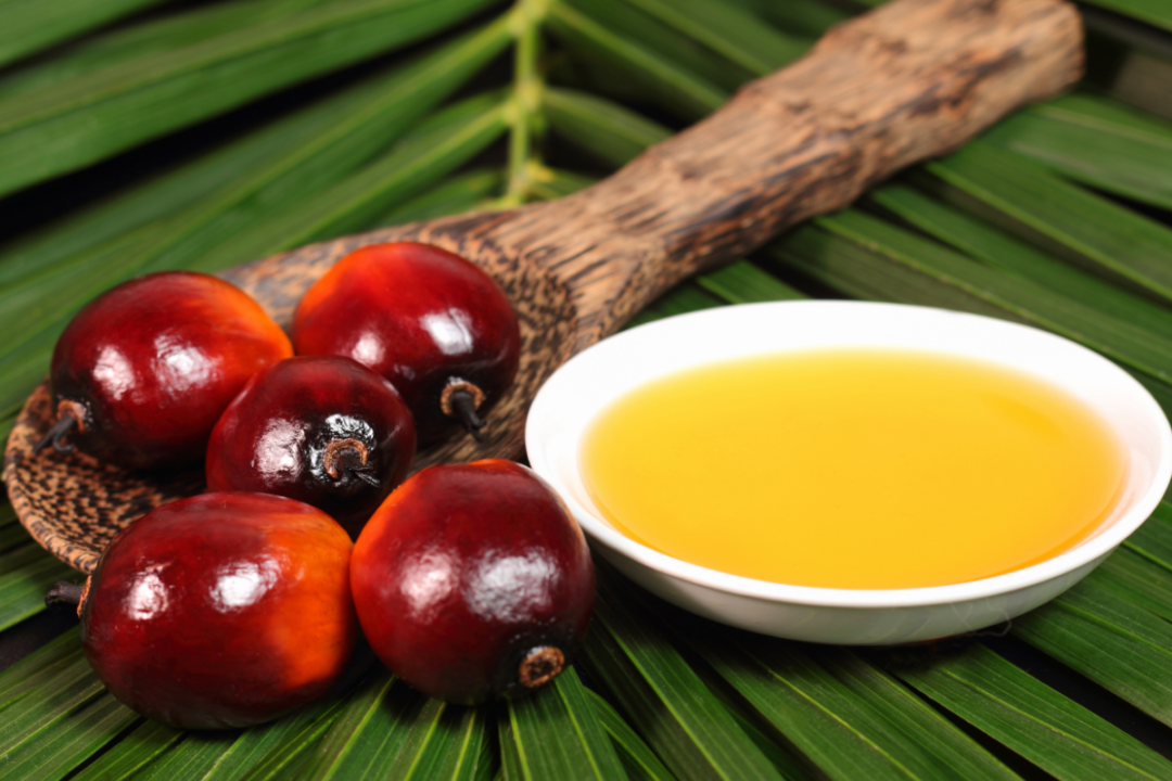 Oil palm fruit and cooking oil
