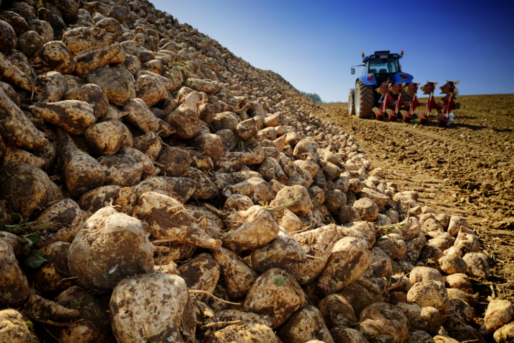 Agricultural vehicle harvesting sugar beet