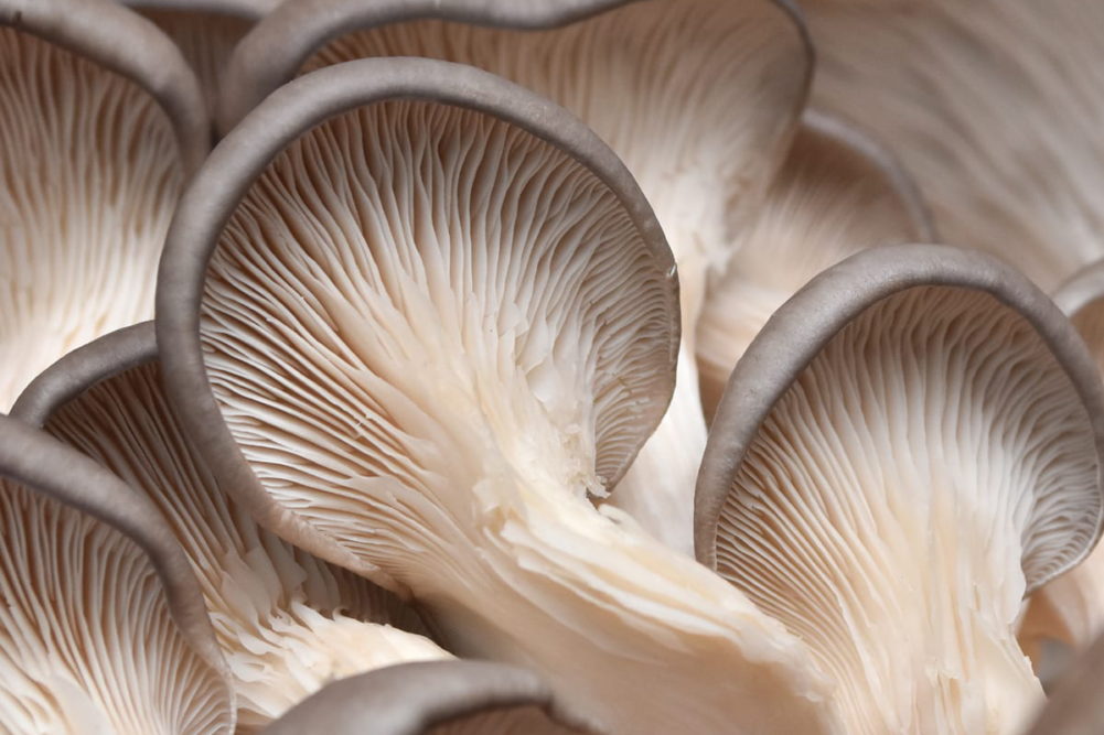 mushroom containing ergothioneine