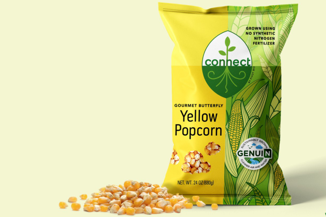 a gourmet yellow butterfly popcorn  from Pivot Bio