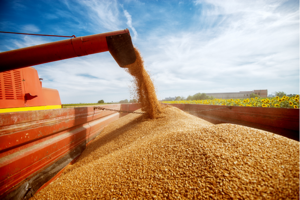 Photo of a filling a big red trailer with wheat corns out of combine harvester in a sunflower field on a beautiful day