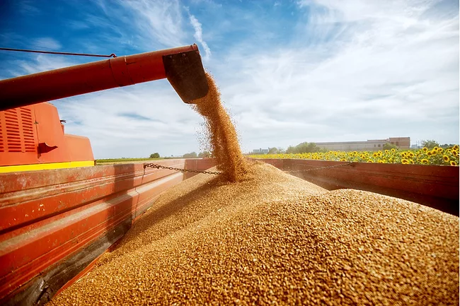 Photo of a filling a big red trailer with wheat corns out of combine harvester in a sunflower field on a beautiful day