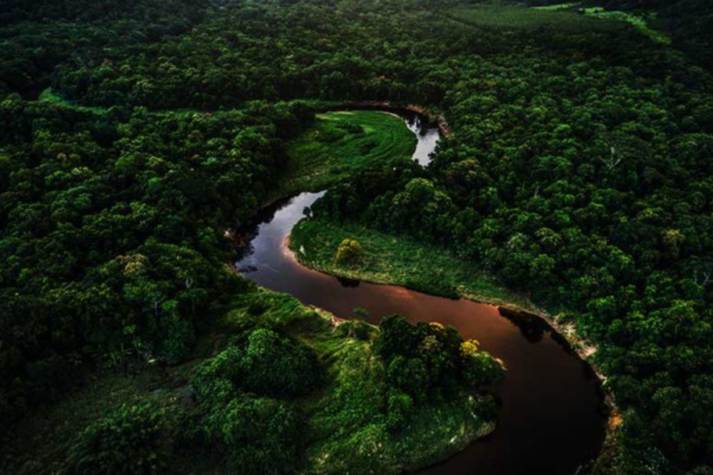 Aerial view of a river in a rainforest 