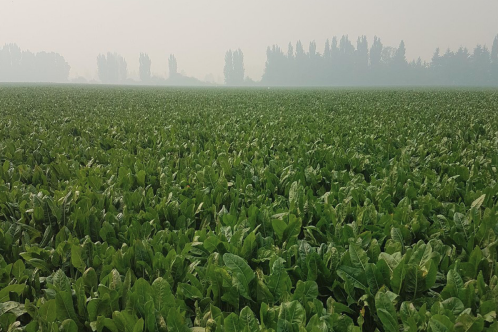 Beneo's chicory root field in Pemuco, Chile