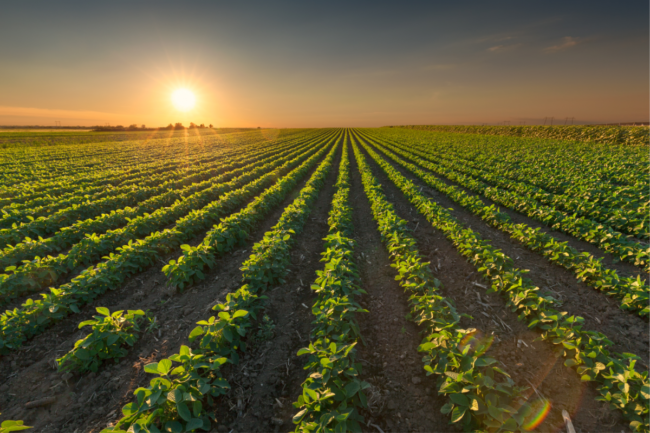 Healthy soybean crops at beautiful sunset