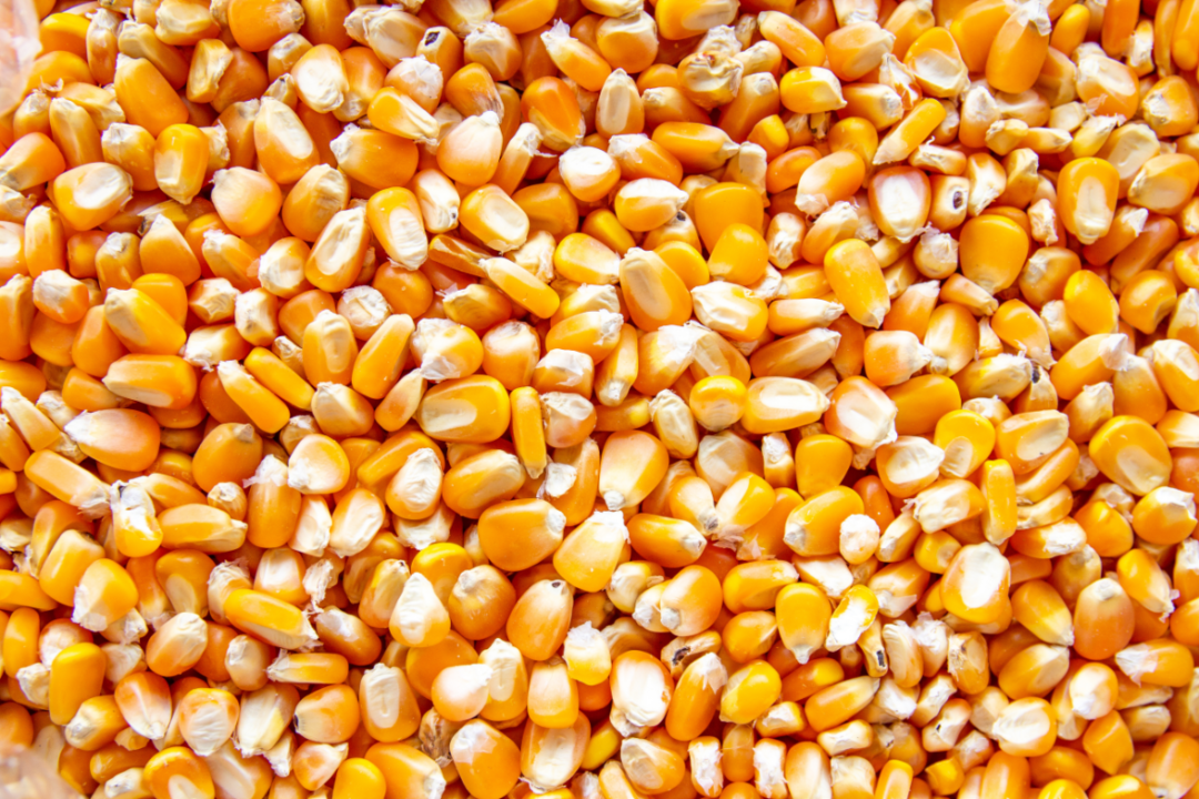 Close up of corn seeds 