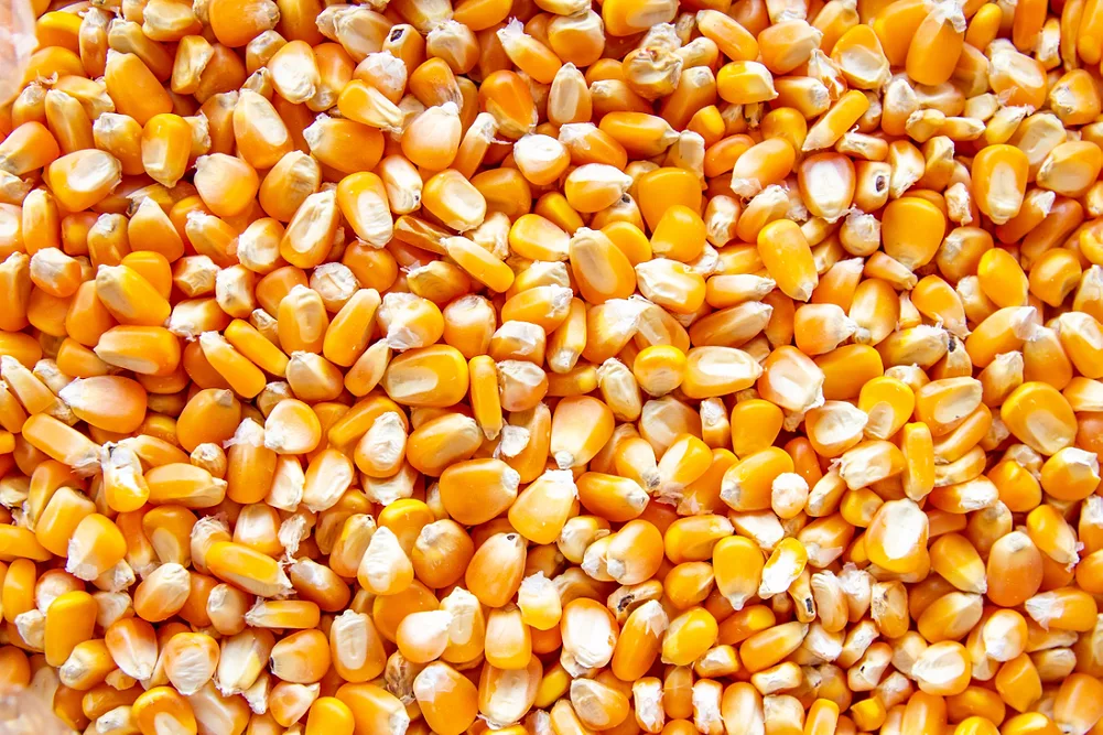 Close up of corn seeds 