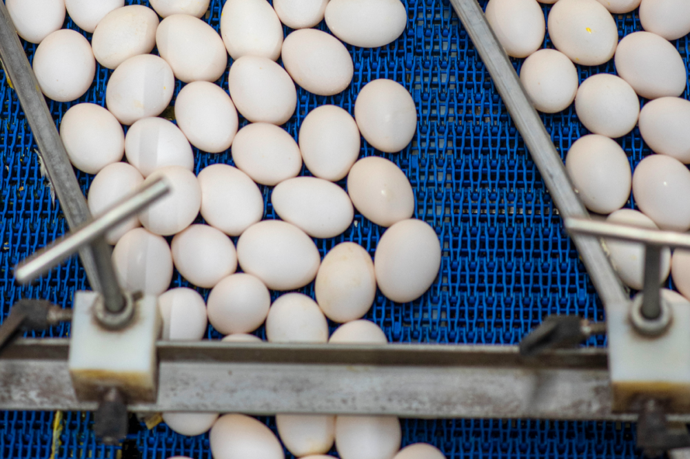 Eggs being processed at a Cal-Maine Foods facility