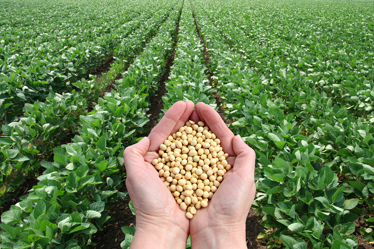 Organic soybeans