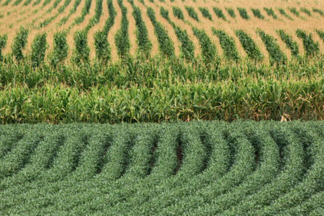 Corn and soybean fields