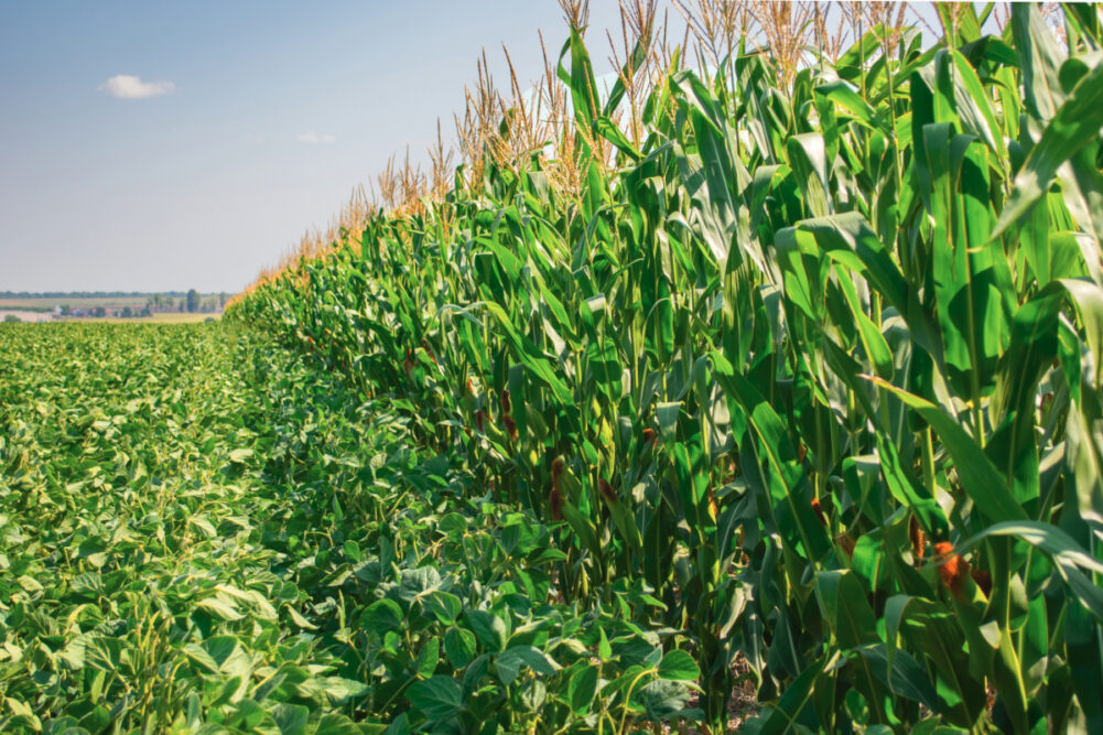 Corn and soybean fields