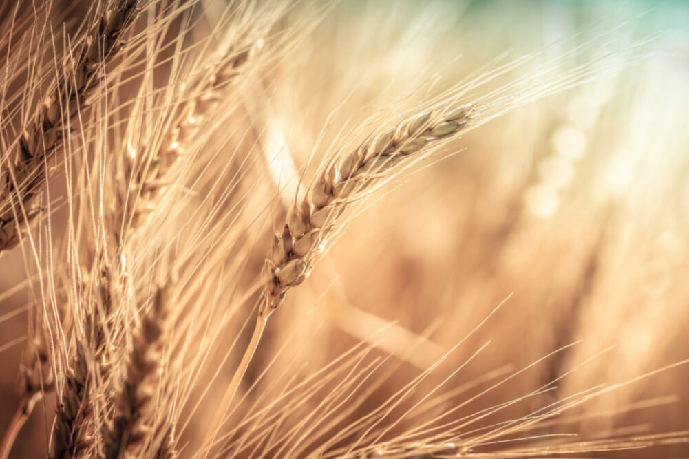 Wheat field