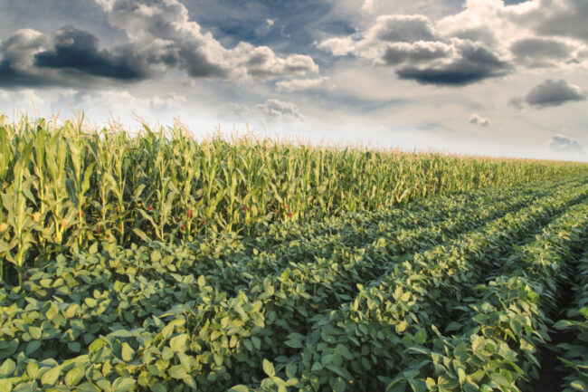 Corn and soybean fields