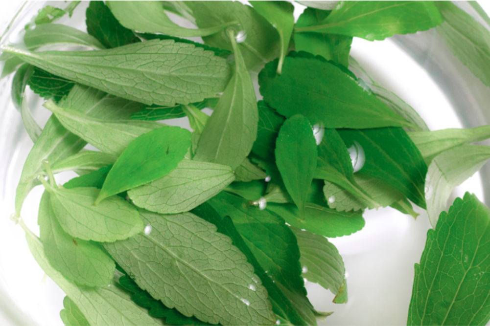 Close up of stevia plant