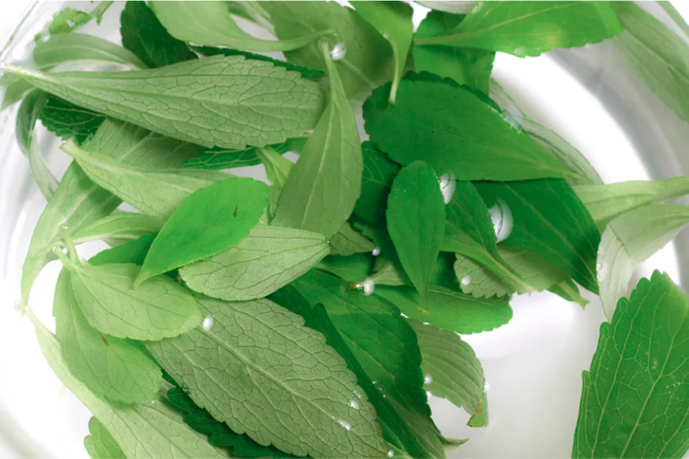 Close up of stevia plant