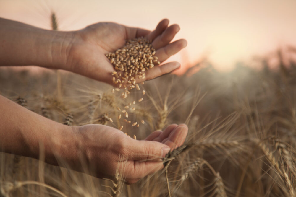 Wheat seeding