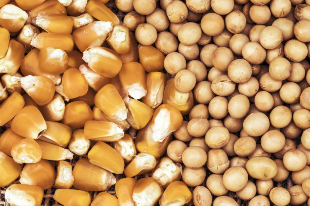 Corn kernels and soybeans