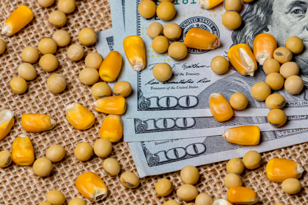 Soybean seed and corn kernels with 100 dollar bills on burlap background. Concept of agriculture grain market prices and farming income and debt