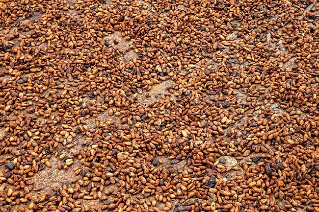 Cocoa beans drying