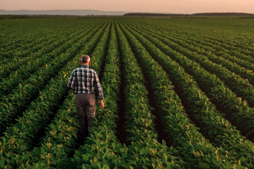 Farmer walking in soybean field