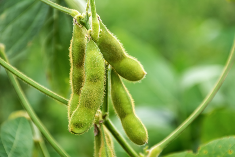 soybean plant