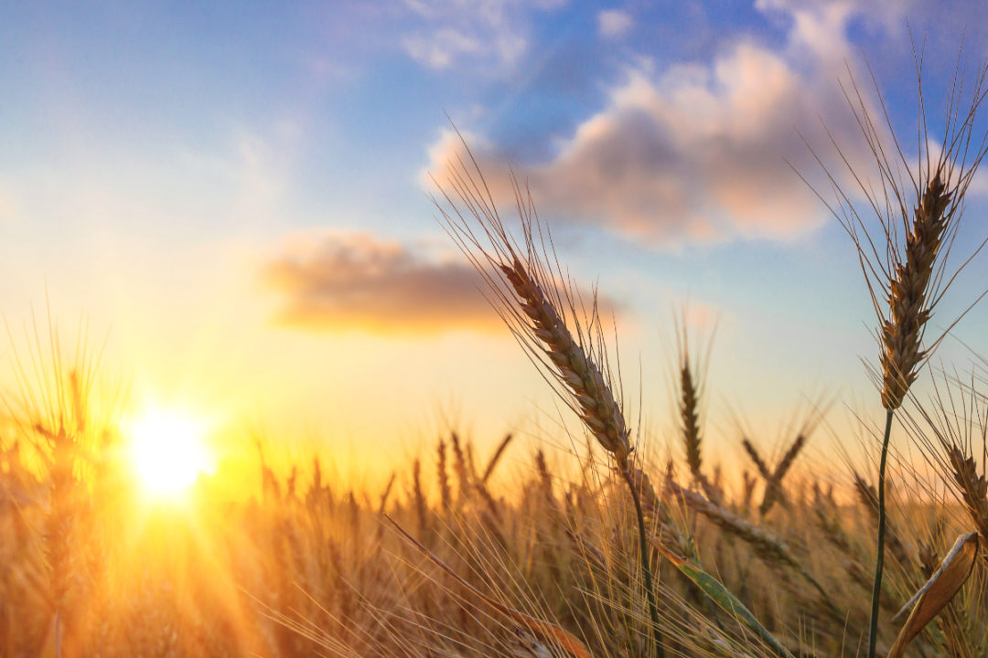 Sun setting over wheat field